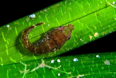 Apletodon incognitus Gobiesocidae