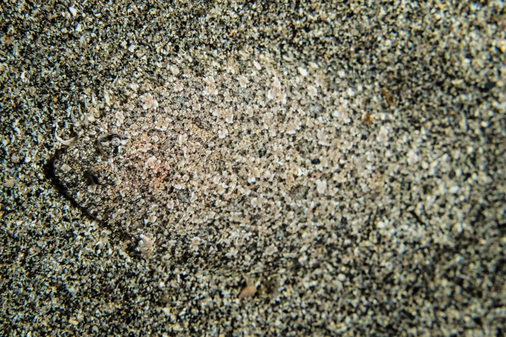 Arnoglossus laterna