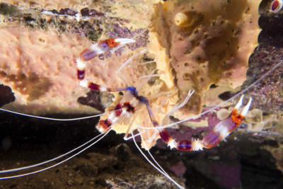Stenopus Hispidus Stenopodidae