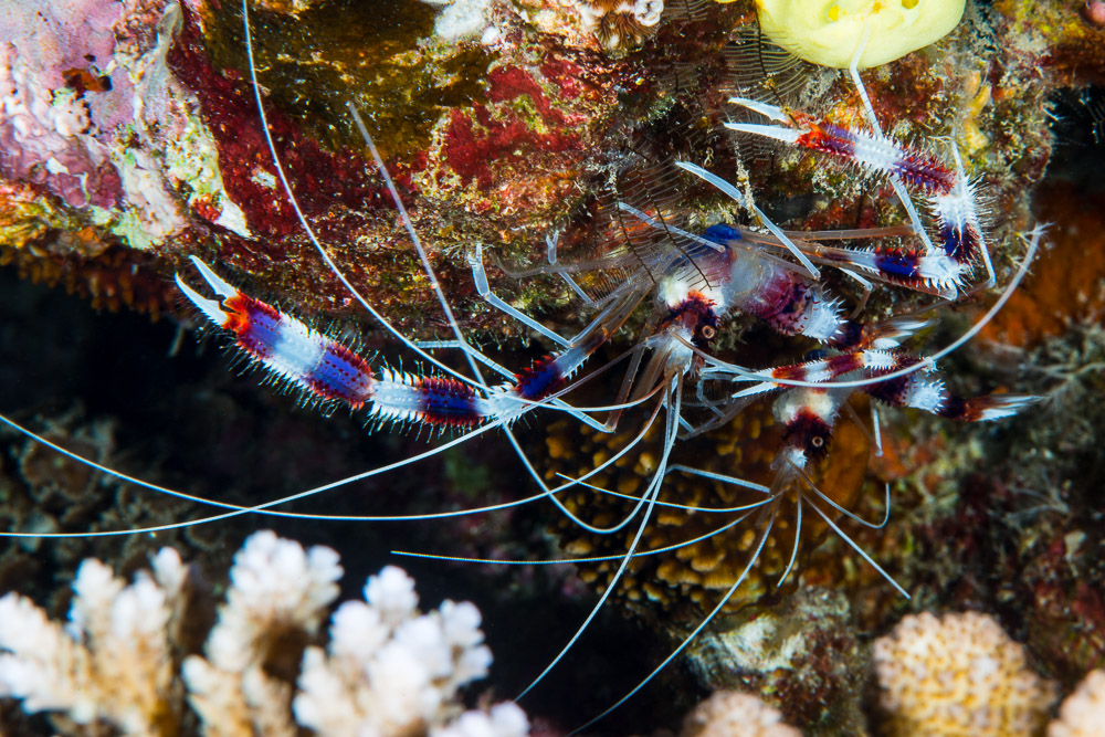 Stenopus