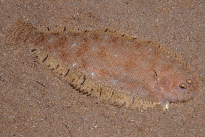 Buglossidium luteum Soleidae