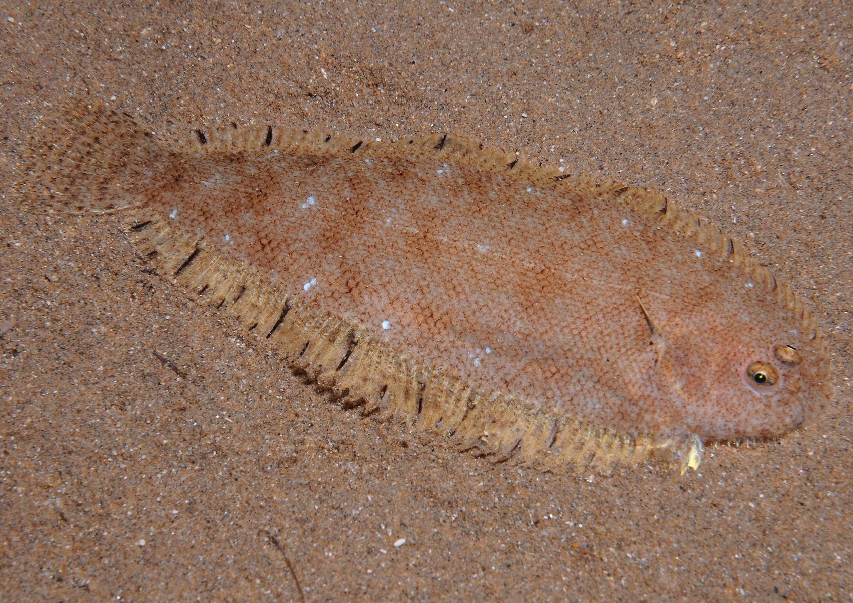 Buglossidium luteum
