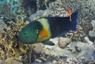 Cheilinus lunulatus Labridae