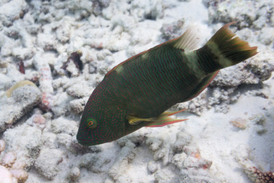 Cheilinus trilobatus Labridae