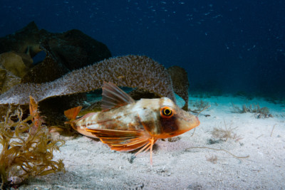 Chelidonichthys lucerna Triglidae