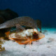 picture of Chelidonichthys lucerna