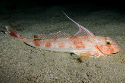 Chelidonichthys obscurus Triglidae