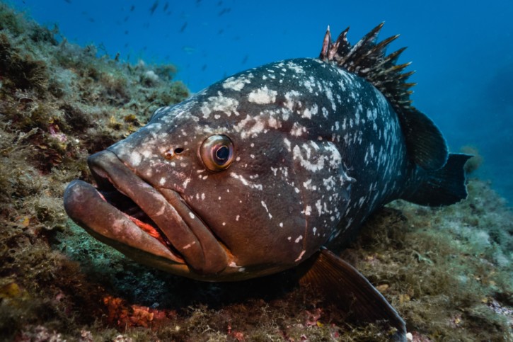 Epinephelus marginatus