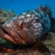 picture of Epinephelus marginatus