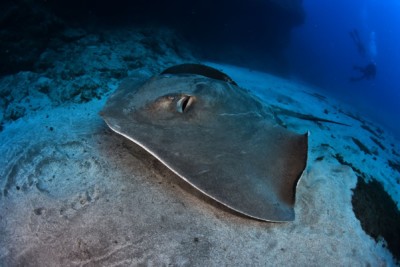 Bathytoshia centroura Dasyatidae