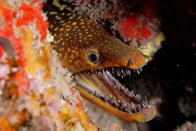 Enchelycore anatina Muraenidae