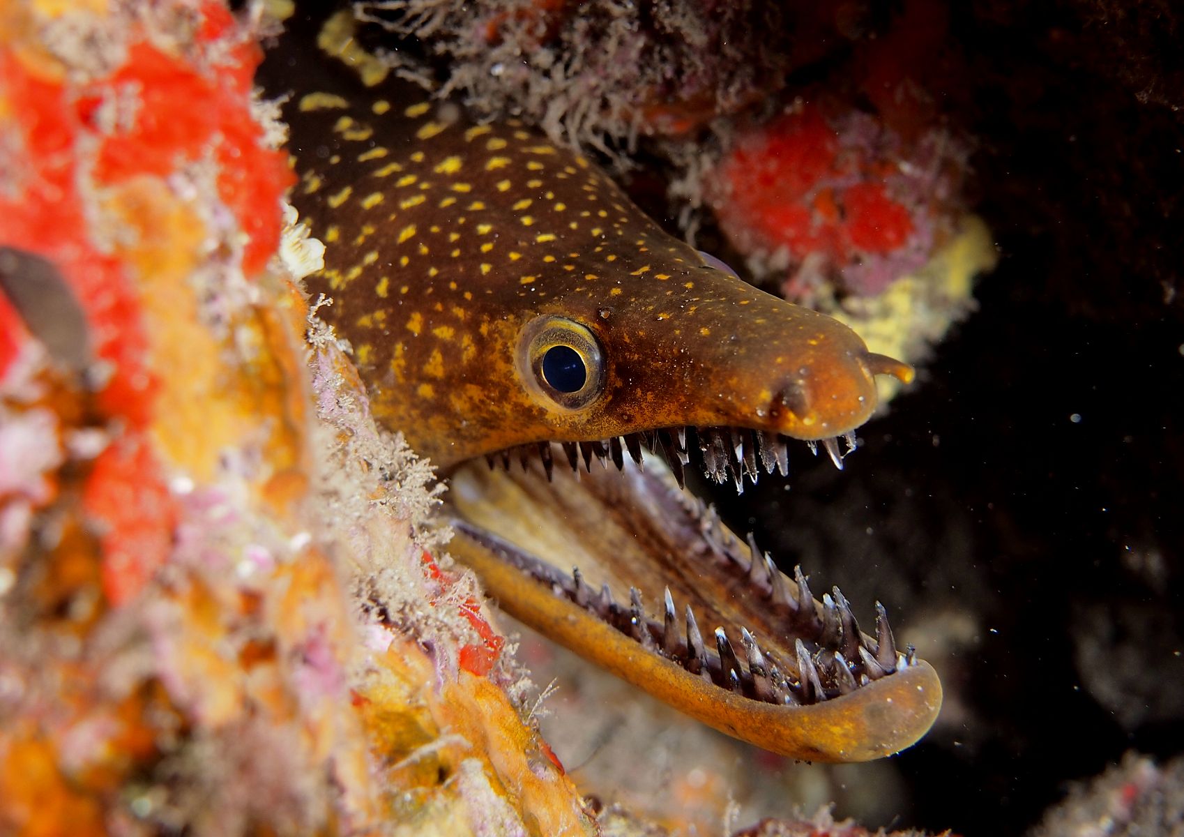 Enchelycore anatina
