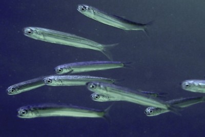 Engraulis encrasicolus Engraulidae