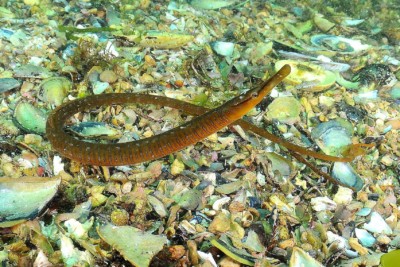Entelurus aequoreus Syngnathidae