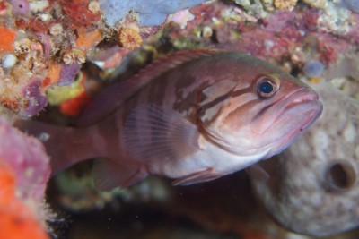 Epinephelus caninus Serranidae