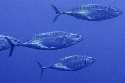 euthynnus alletteratus Scombridae