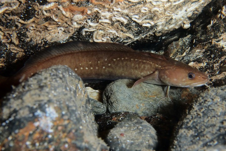 Gaidropsarus mediterraneus