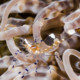 picture of Periclimenes brevicarpalis