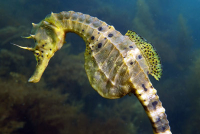 Hippocampe à gros ventre Syngnathidae