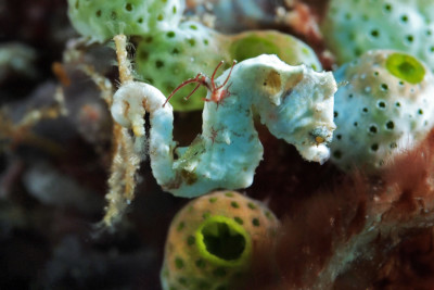 Hippocampus colemani Syngnathidae