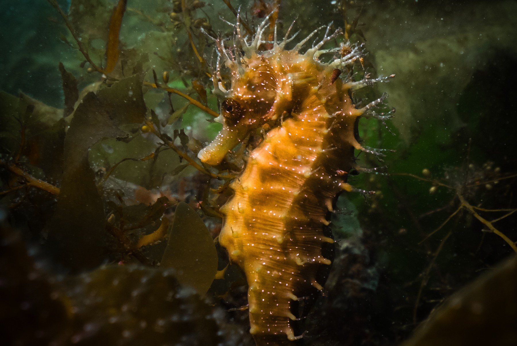 Hippocampus guttulatus