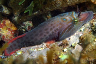 Lepadogaster lepadogaster Gobiesocidae