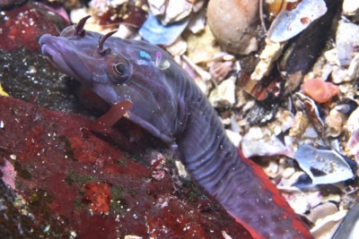 Lepadogaster purpurea Gobiesocidae