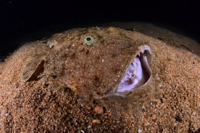 Lophius budegassa Lophiidae