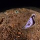 picture of Lophius budegassa