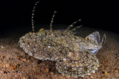 rana pescatrice Lophiidae
