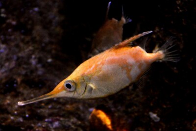 pesce trombetta Centriscidae