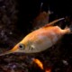 picture of Macroramphosus scolopax