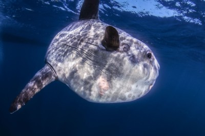 pesce luna Molidae