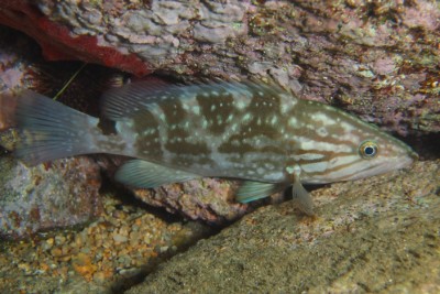 cernia rossa Serranidae