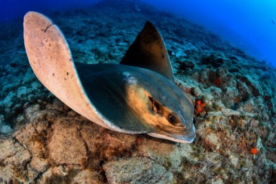 Myliobatis aquila Myliobatidae