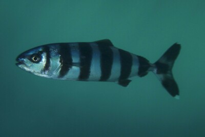 Naucrates ductor Carangidae