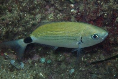 occhiata Sparidae
