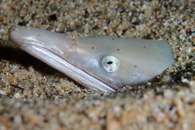 Ophisurus serpens Ophichthidae