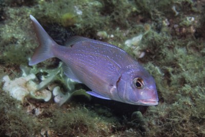 pagre commun Sparidae