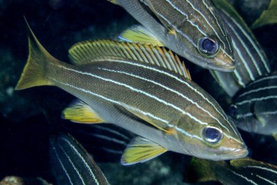 Parapristipoma octolineatum Haemulidae