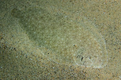 Pegusa lascaris Soleidae
