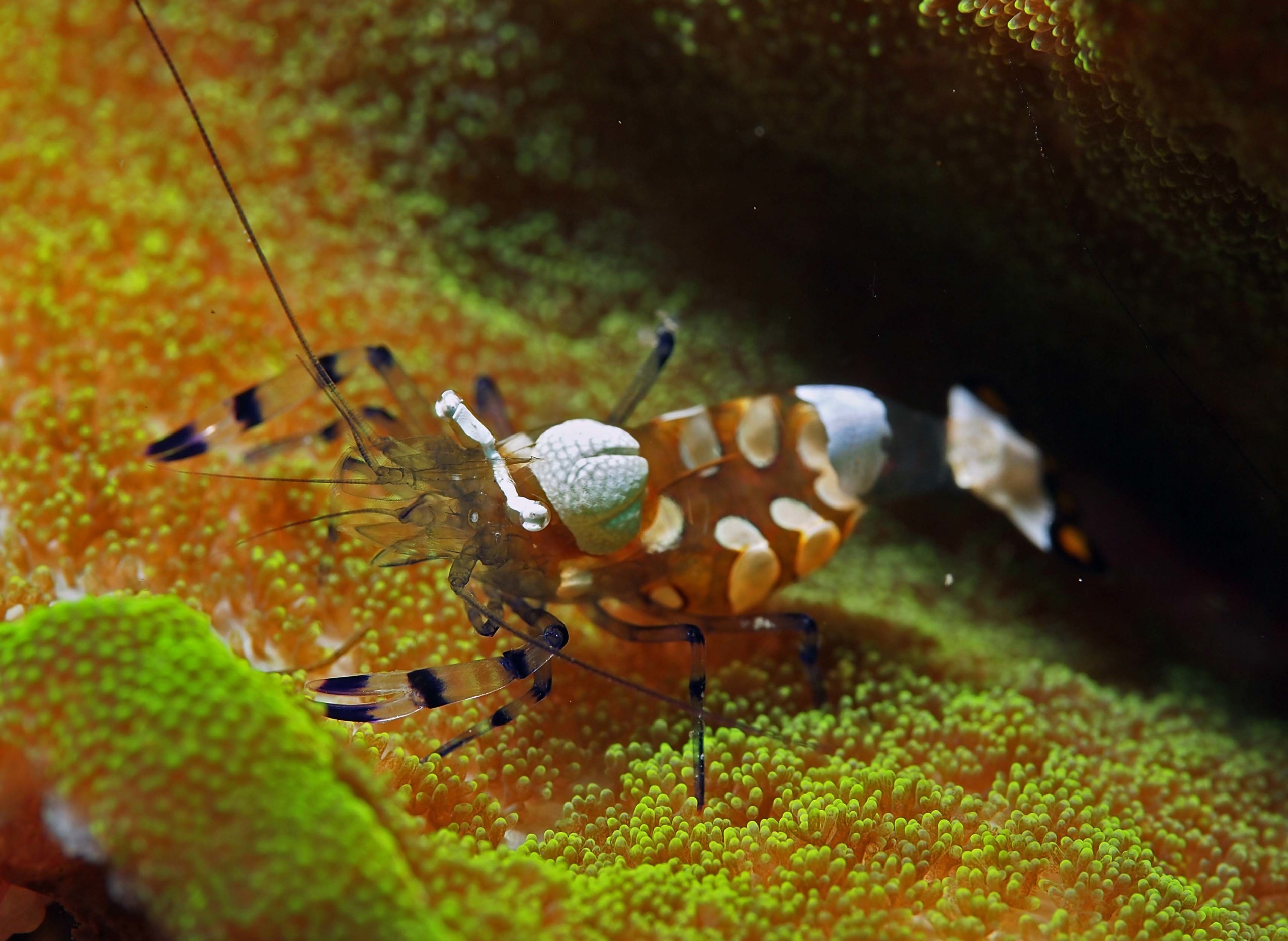 Periclimenes