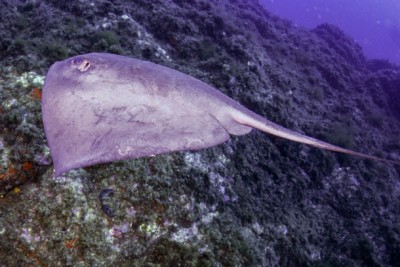 Pteroplatytrygon violacea Dasyatidae