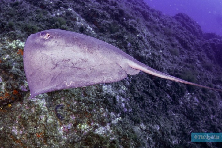 Pteroplatytrygon violacea