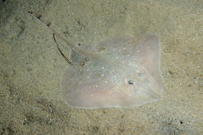 Raja asterias Rajidae