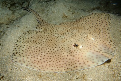 Raja brachyura Rajidae