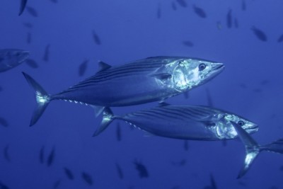 Sarda sarda Scombridae