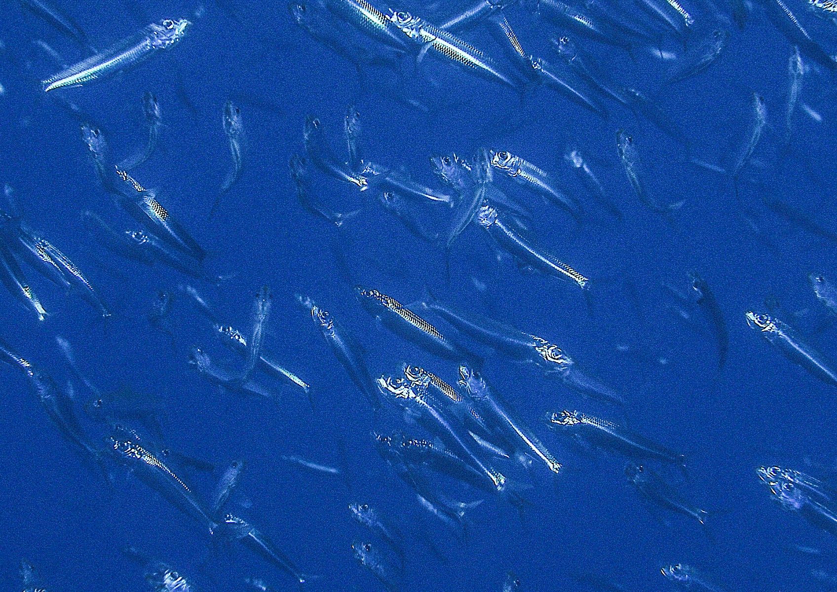 Sardina