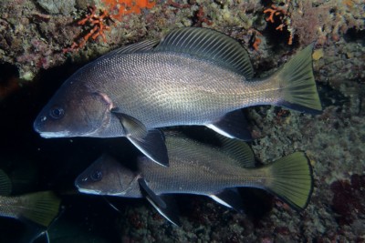 corvina Sciaenidae