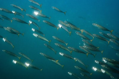 Scomber colias Scombridae